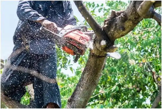 tree services Laredo